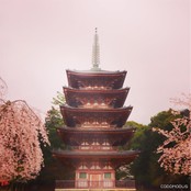 枝垂れ桜。雨のようで好きです。